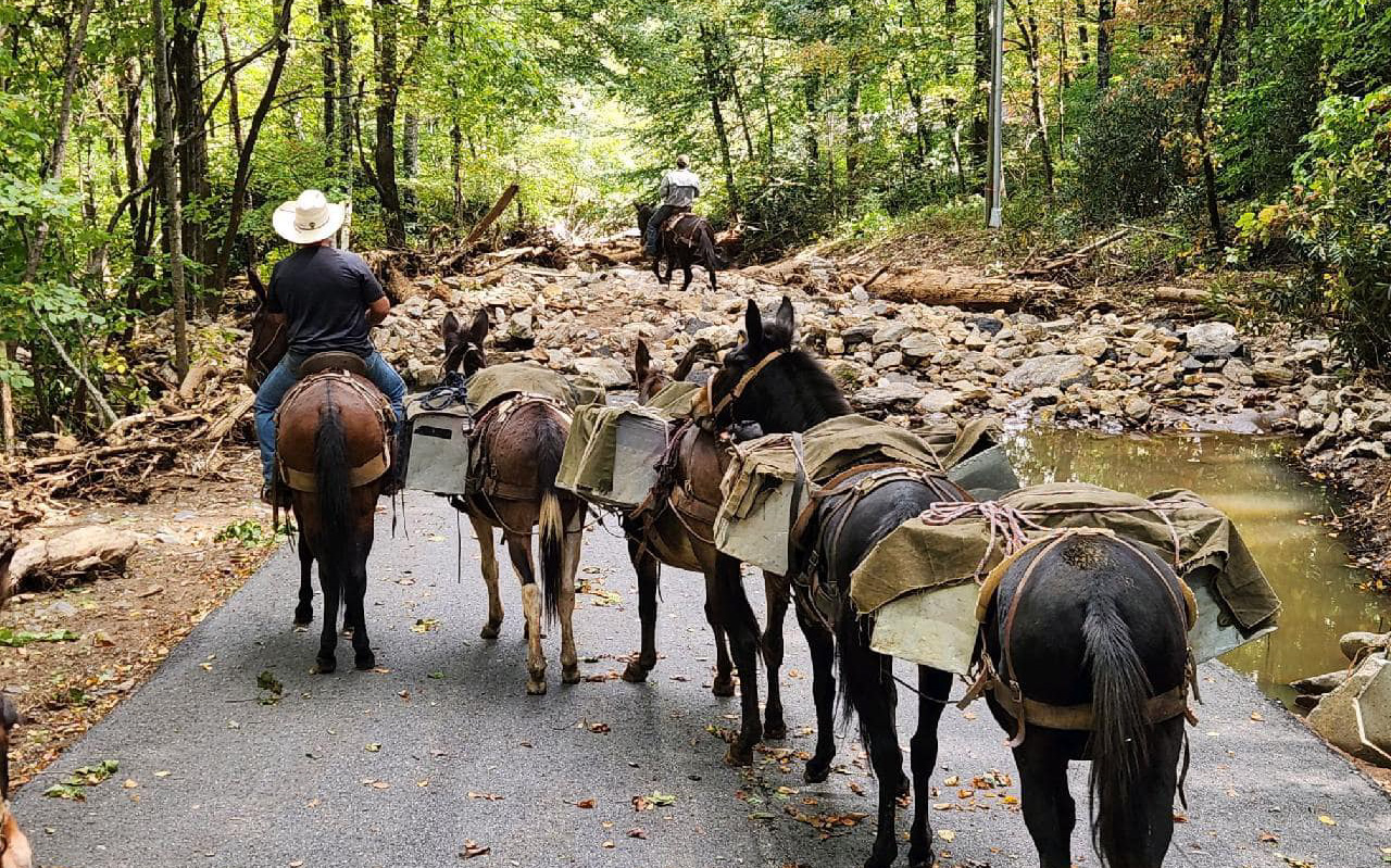 CLOSER LOOK: Mules Haul Hurricane Relief Supplies In North Carolina