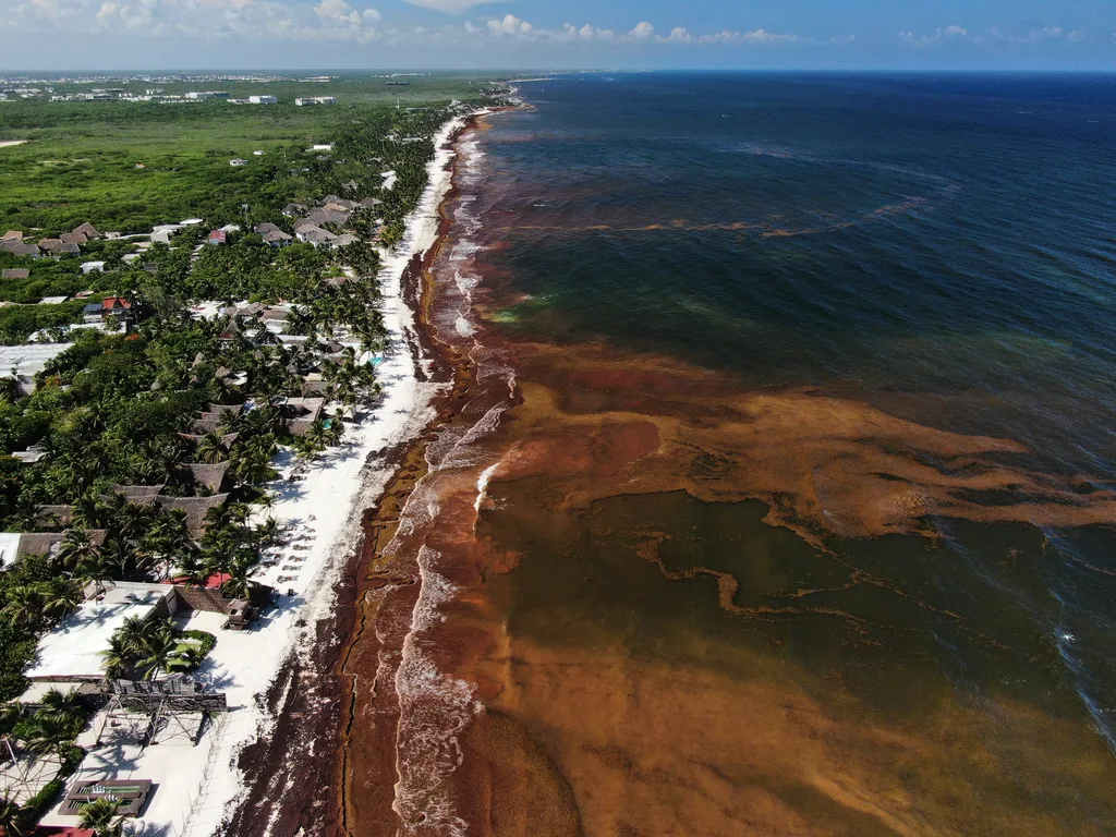 Some Caribbean & Gulf Beaches Swamped With Sargassum Seaweed