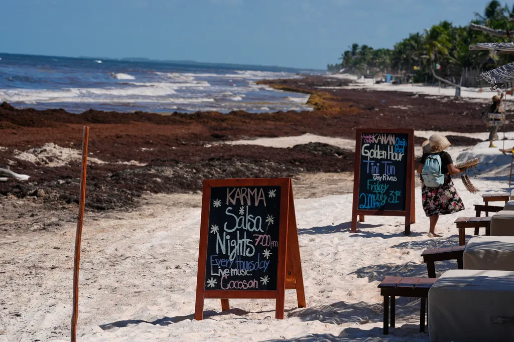 Promotional boards are displayed near to a beach covered with sargassum in Tulum, Mexico