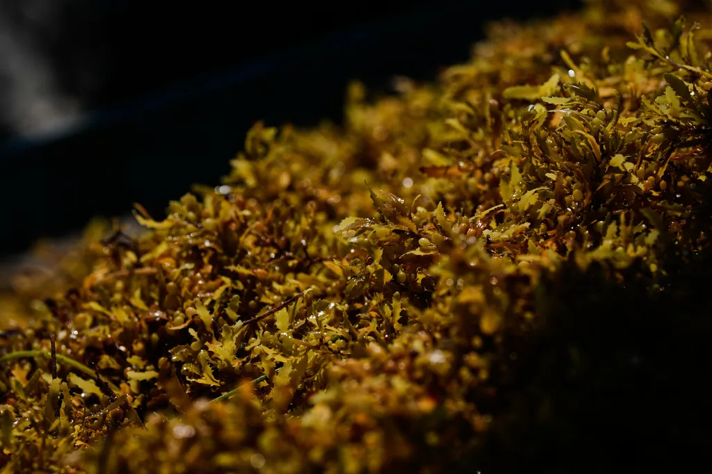 Sargassum gathers in the water off the coast of Tulum, Mexico