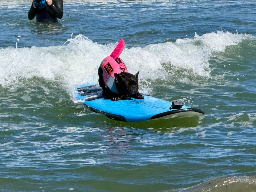 Dogs 'Hang 18' At Annual World Dog Surfing Championships In California 
