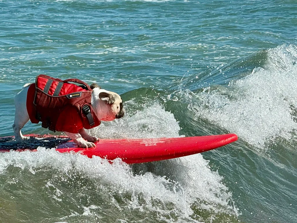 Dog catches a wave during the World Dog Surfing Championships