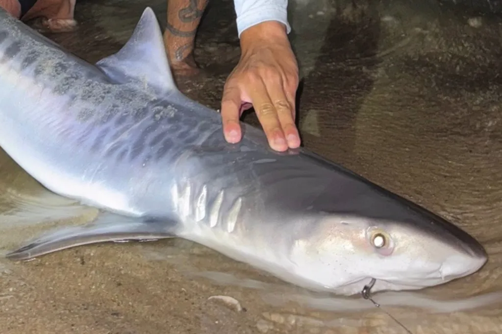 Tropical Tiger Shark Caught Off... Cape Cod