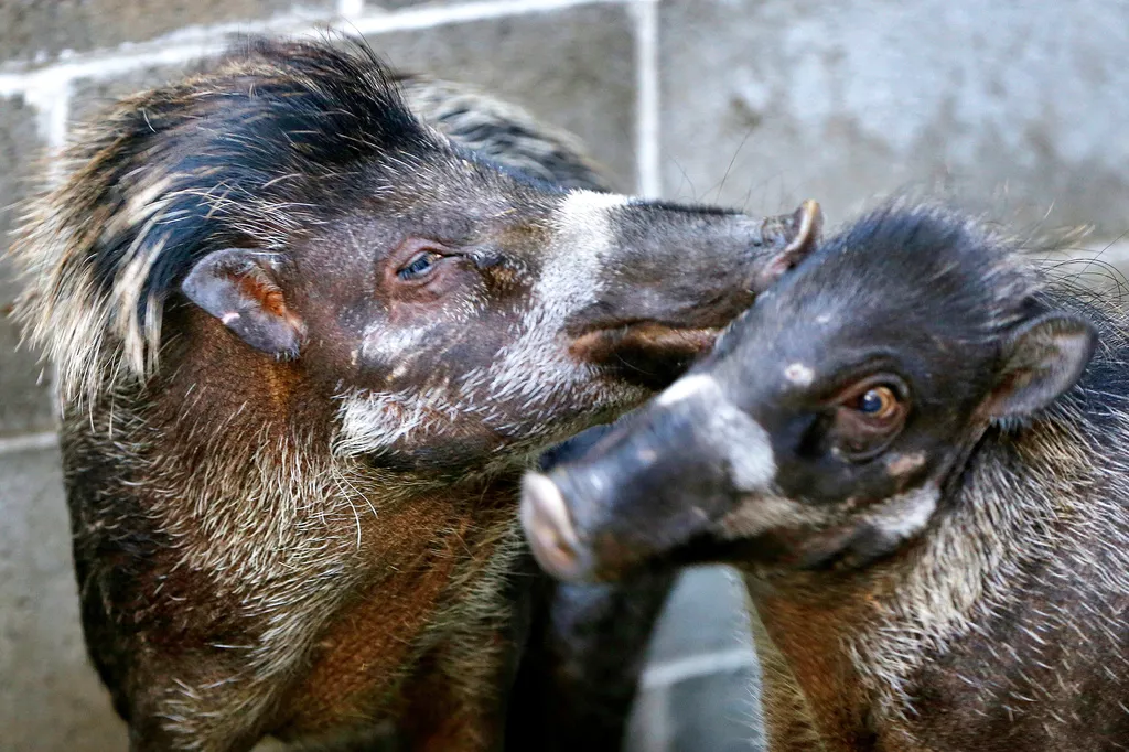 A Visayan warty pig nuzzles another in their containment area at the Pittsburgh Zoo