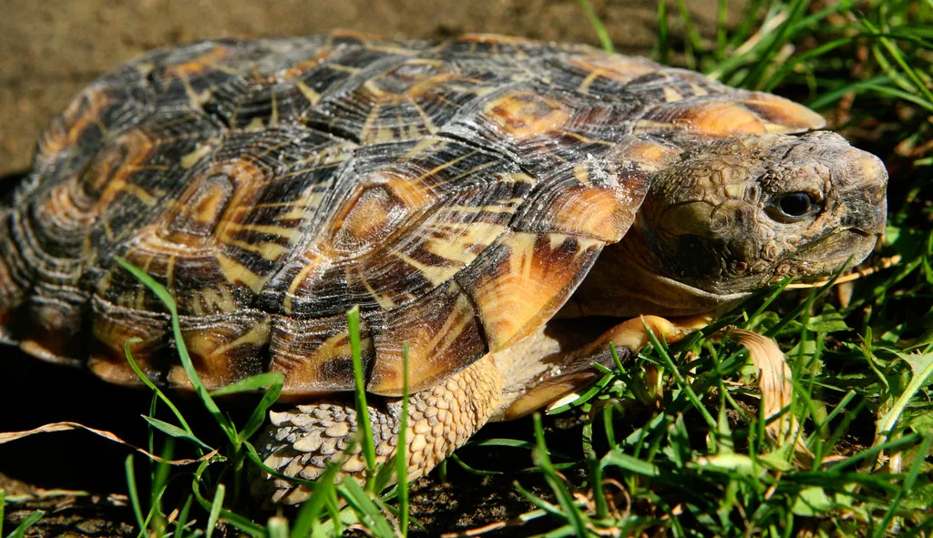 A pancake tortoise at the Oakland Zoo in Oakland, Calif.