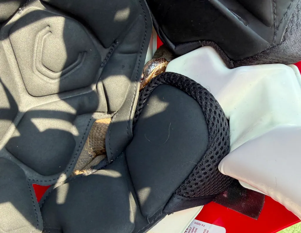 'Felt Unusual Movement' - 2' Cottonmouth Found In High School Player's Football Helmet - He's Okay