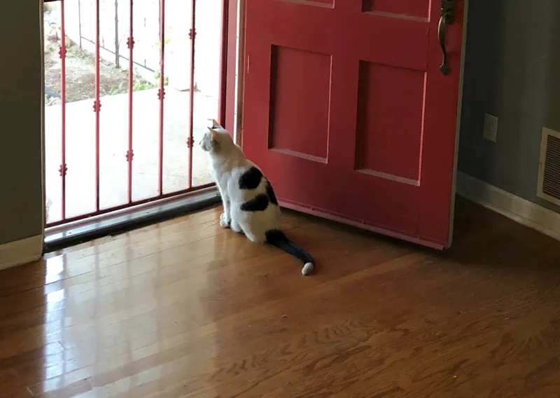 Ode To The All-American Screen Door
