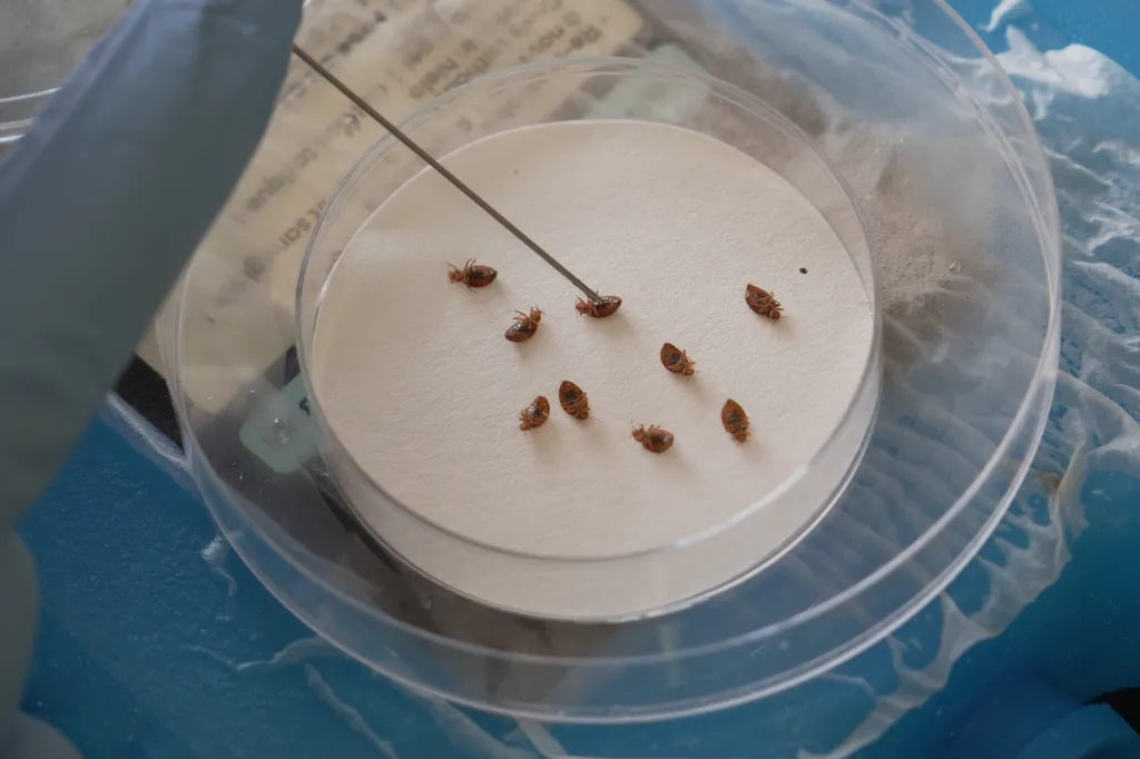 Yikes! Bedbug Infestations Are Increasing
