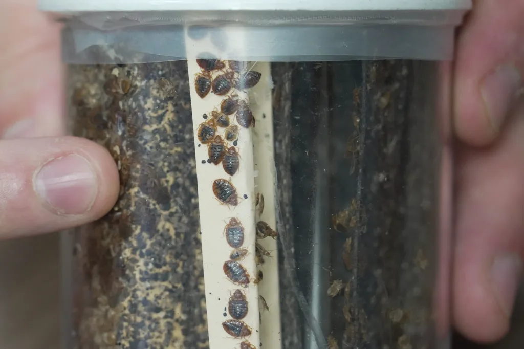 Assistant Professor Christopher Hayes uses the heat of his finger to stimulate a colony of bedbugs in his office at North Carolina State University in Raleigh, N.C.