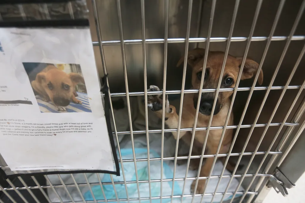 One State's Pet Adoptions On-Hold: Concern About 'New World Screwworm'