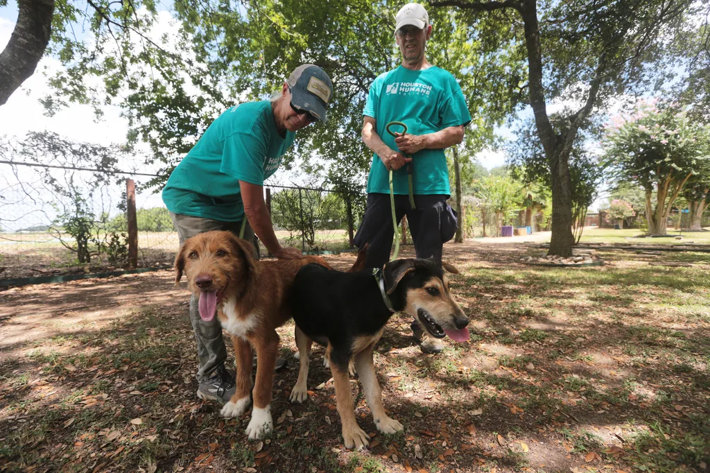 Houston Humane Society volunteers Dawn York, left, and Kent Williamson, right, walk Graphite and Shadow at the Humane Society in Houston