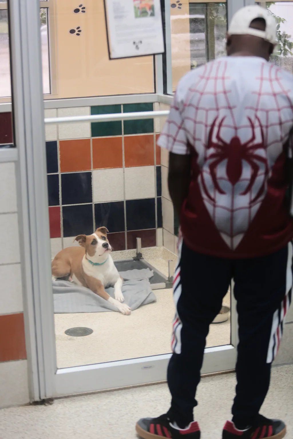 Lilia looks out at a visitor from her kennel as she waits to be adopted at the Humane Society in Houston