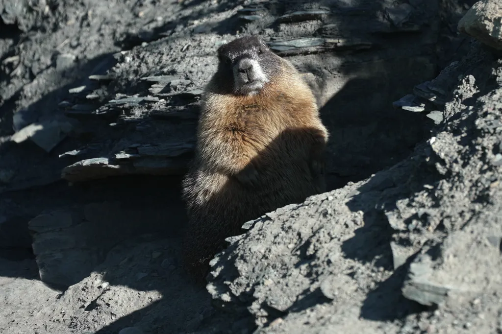 Ready For 'Fat Marmot Week?'