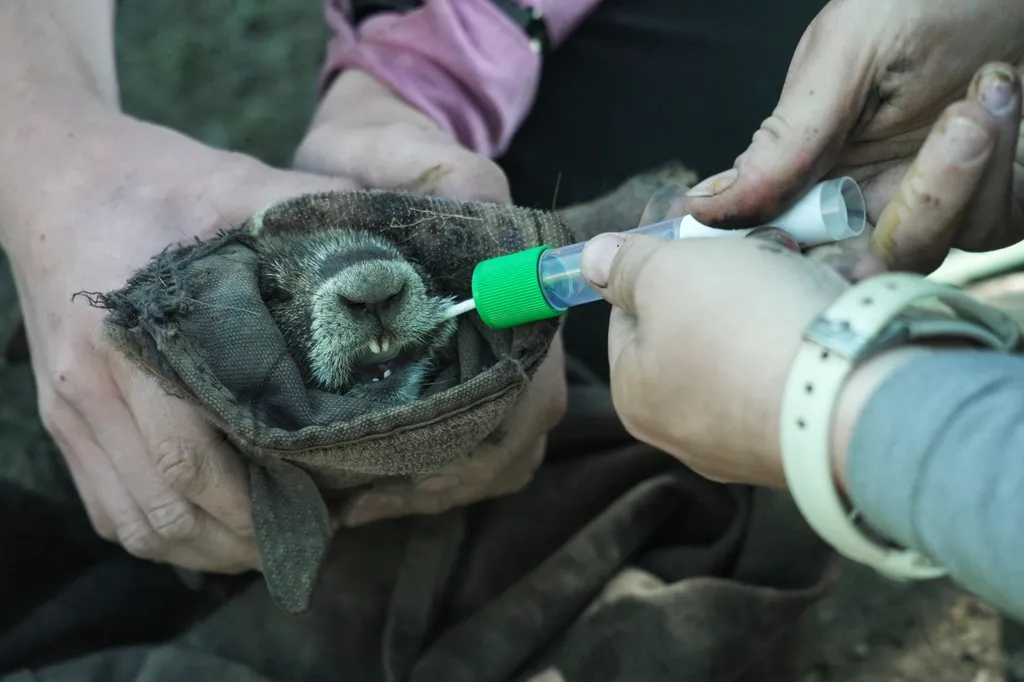 Researchers swab the cheek of a marmot Thursday, Aug. 6, 2026, in Gothic, Colo.