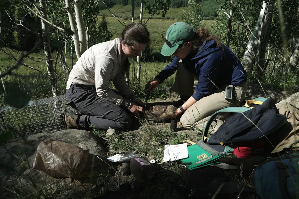 Researchers mark a marmot with dye for identification