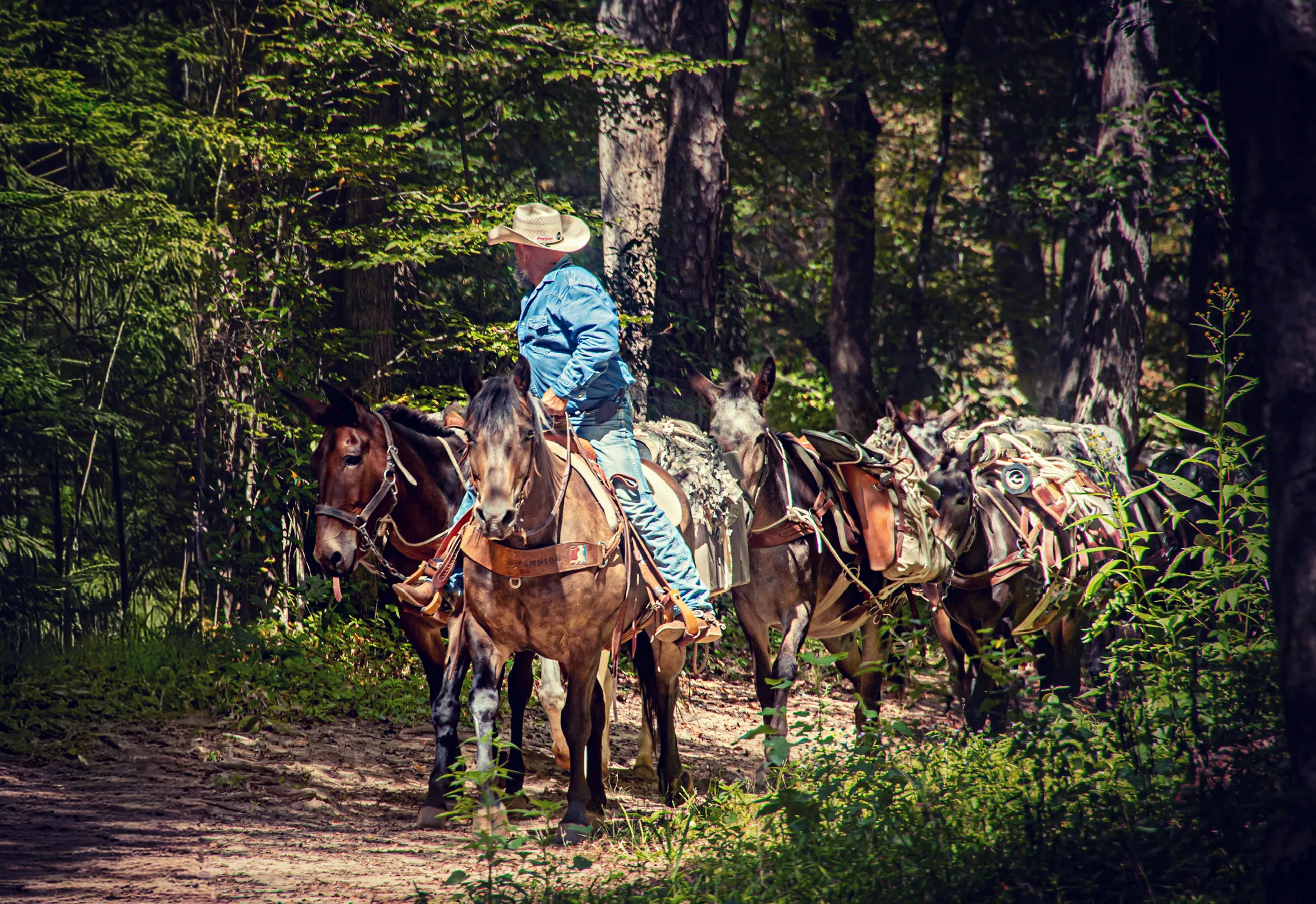 Mike Toberer Leading Mules Up The Mountain