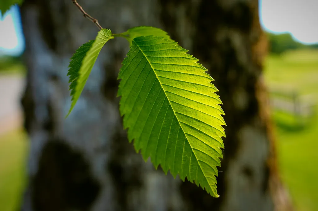 elm tree leaves