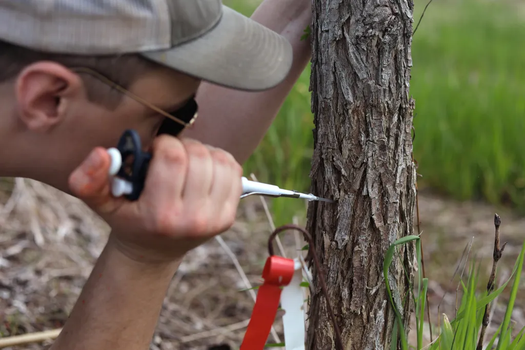 Alex Stephenson, conservation information manager at The Nature Conservancy Vermont, injects a young elm tree with Dutch elm disease spores