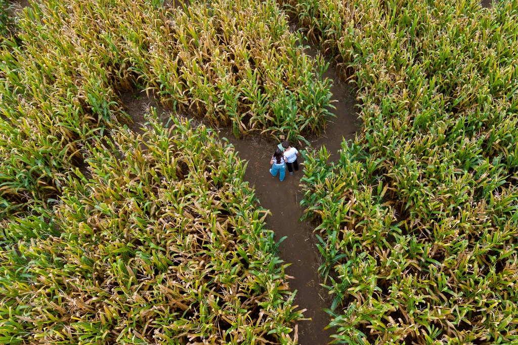 People use a map to navigate a 5-acre corn maze designed as a portrait of Dolly Parton at Twins BBQ Co. in Brookfield, Conn.