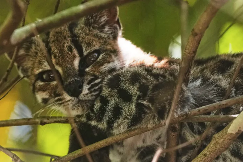 Tigrino belongs to Leopardus tilcayo, the first living wild cat species described by scientists in more than a century.