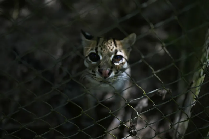 A small spotted wild cat identified as a new species, Leopardus tilcayo, stands inside Senda Verde wildlife sanctuary in Bolivia
