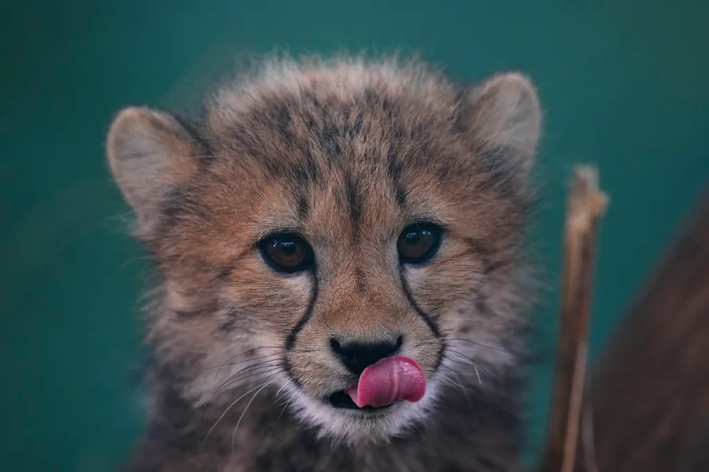 Cheetah cub