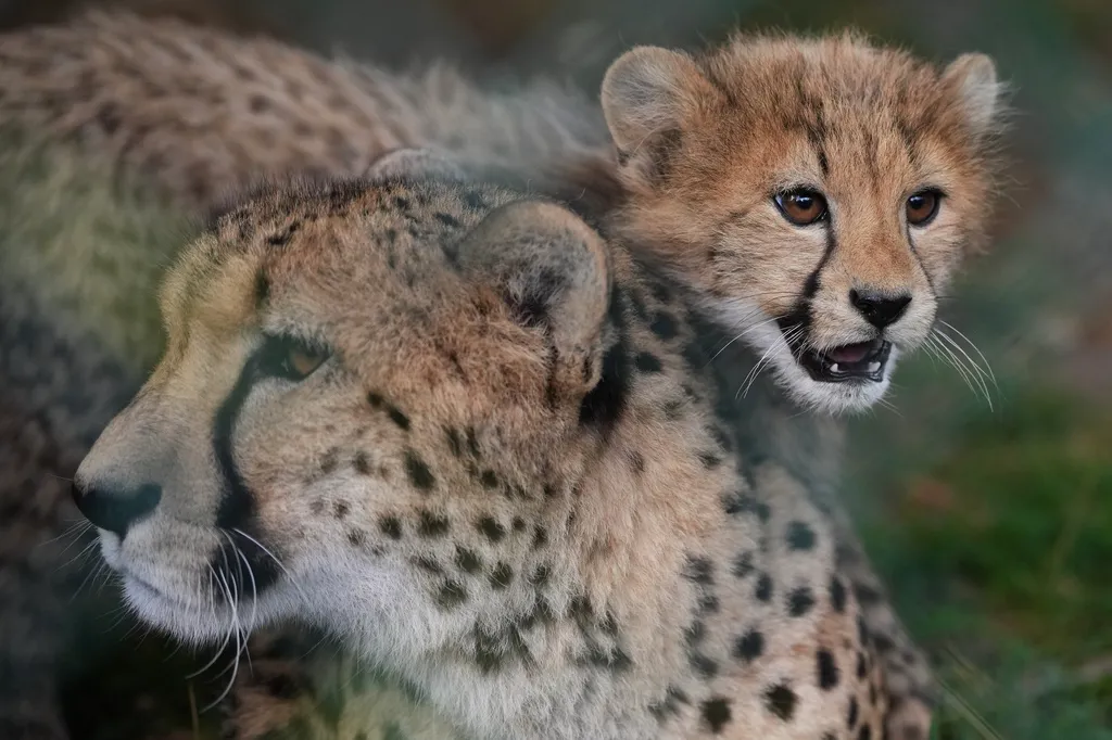 One of the newly born cheetah quintuplets walks by its mother, Daenerys