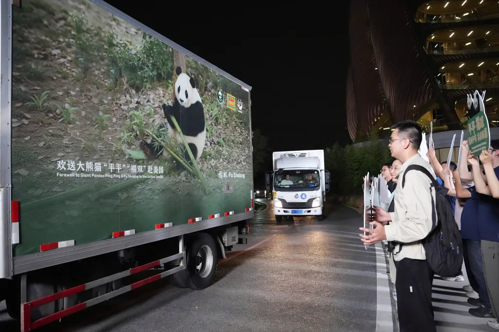 Vehicles carrying a pair of giant pandas, Ping Ping and Fu Shuang, leave the Chengdu Research Base of Giant Panda Breeding in Chengdu, southwestern China