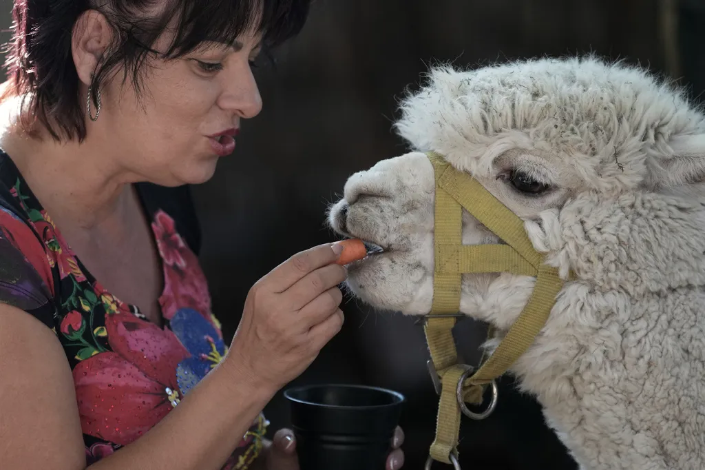 Woman feeds an alpaca in the Alpaca Cafe happy in the village of Stajicevo