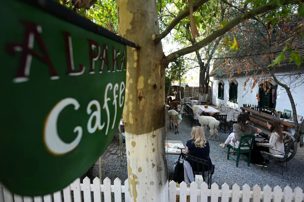 Six alpacas roam among the tables in the Alpaca Cafe happy to interact with the guests