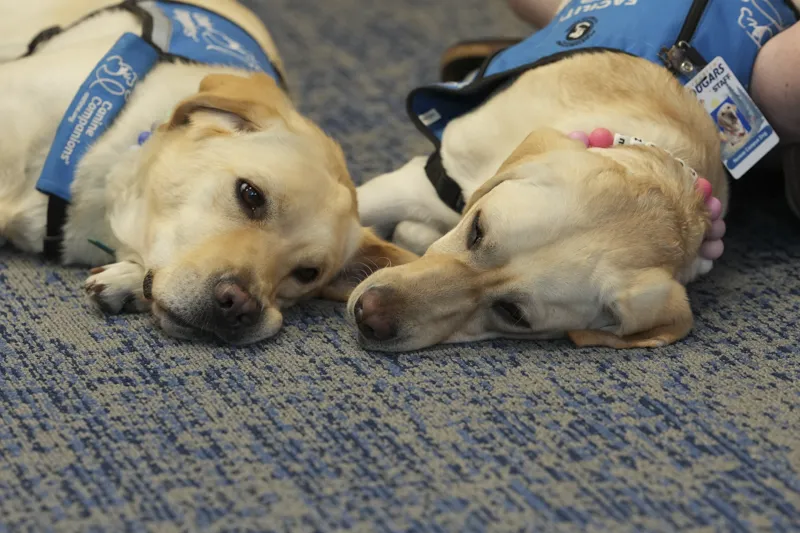 Support canines, Golden Lab and retriever crosses named Polenta, left, and Norene, rest in the counselor