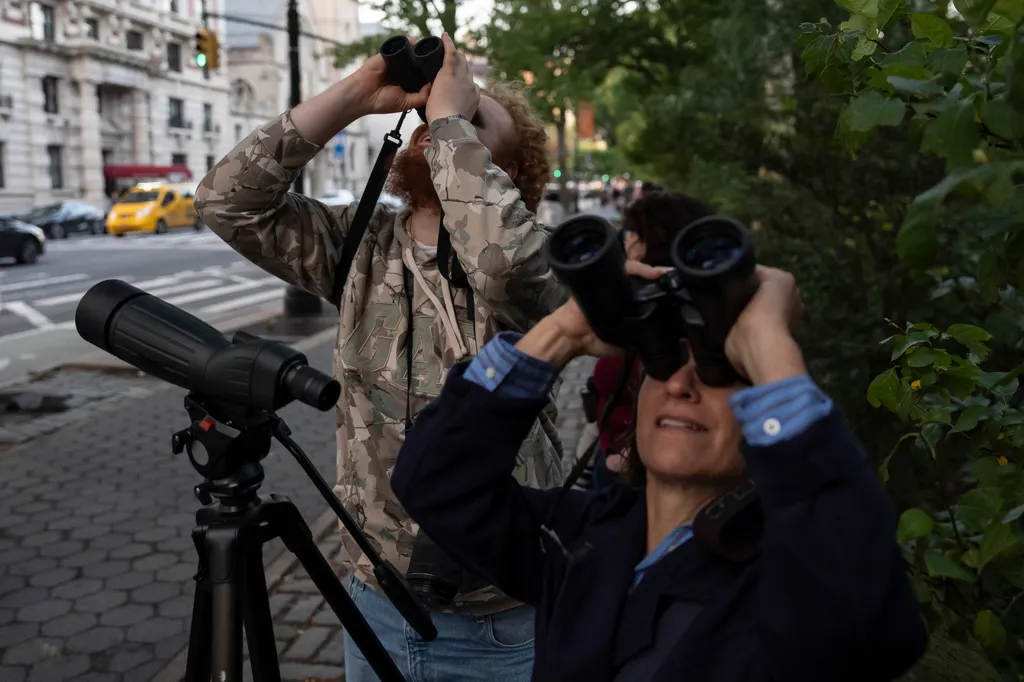 People look at American Barn Owls sit perched on a water tower on the Upper West Side neighborhood