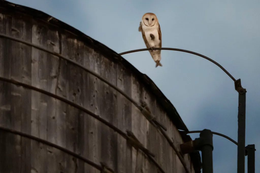 American Barn Owl