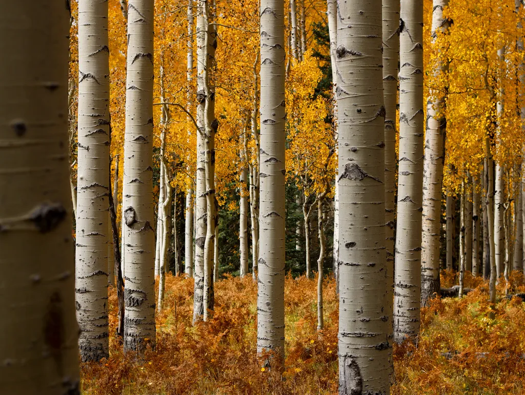 trees foliage fall autumn 