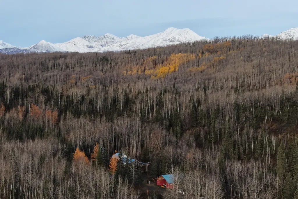 A few trees hold onto their fall foliage, the Talkeetna Mountains visible in the background, Oct. 14, 2026, near Chickaloon, Alaska