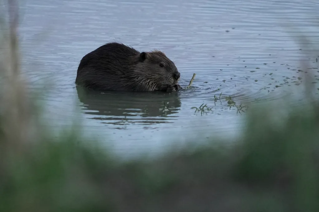 A beaver sits in the Green River near Green River, Wyo. 