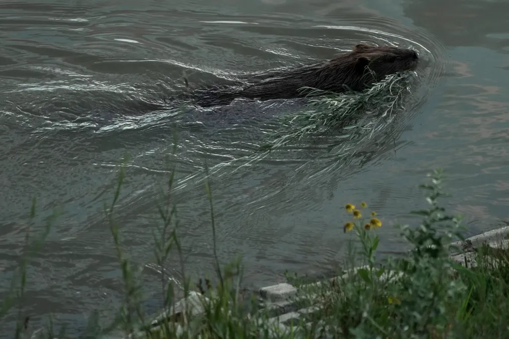 beaver 