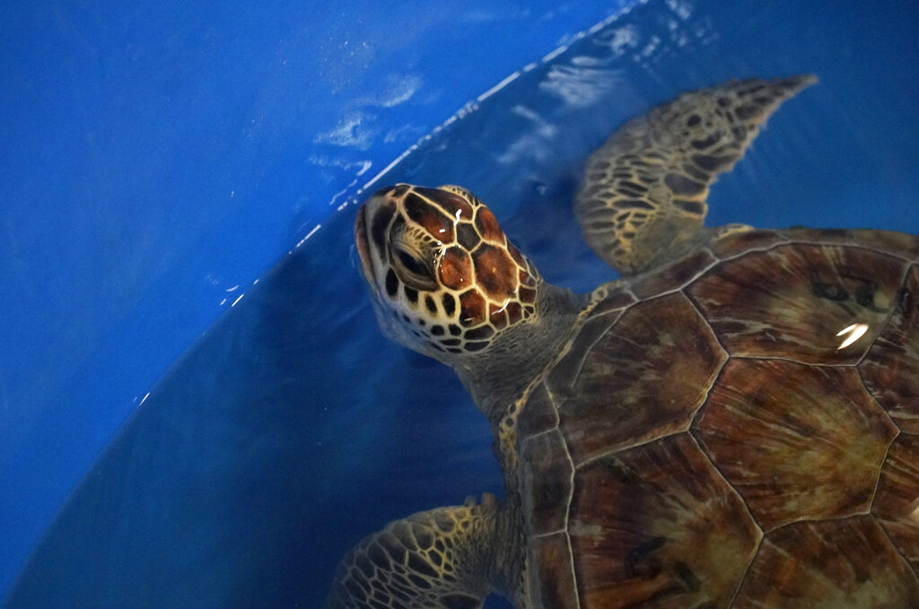 A green sea turtle is shown during its final swim test at Texas A&M Galveston