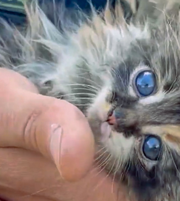 Stray kitten in the hand of Ukrainian soldier