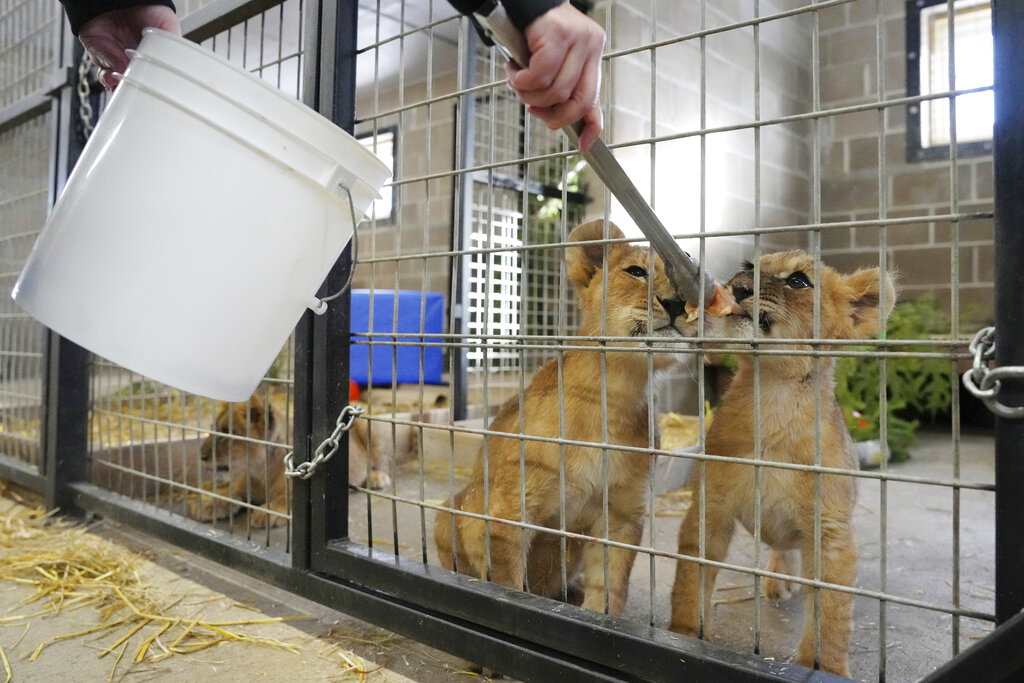 Tammy Thies, founder and executive director of The Wildcat Sanctuary, feeds bits of meat to lion cubs who were rescued from the war in Ukraine