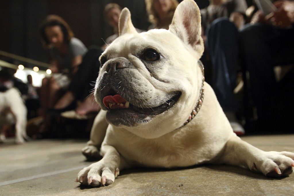 French bulldog