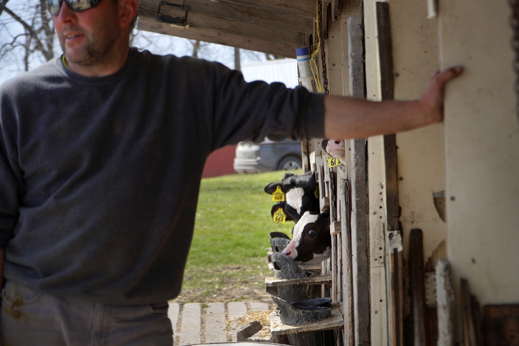 Young cows look on as dairy and crop farmer Jason Eldeen talks with his local pastor while on his family farm in Waseca, Minn.