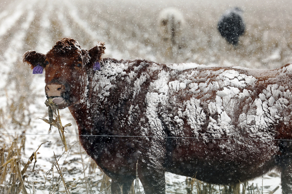Snow coats a cow in Palmer, Neb.