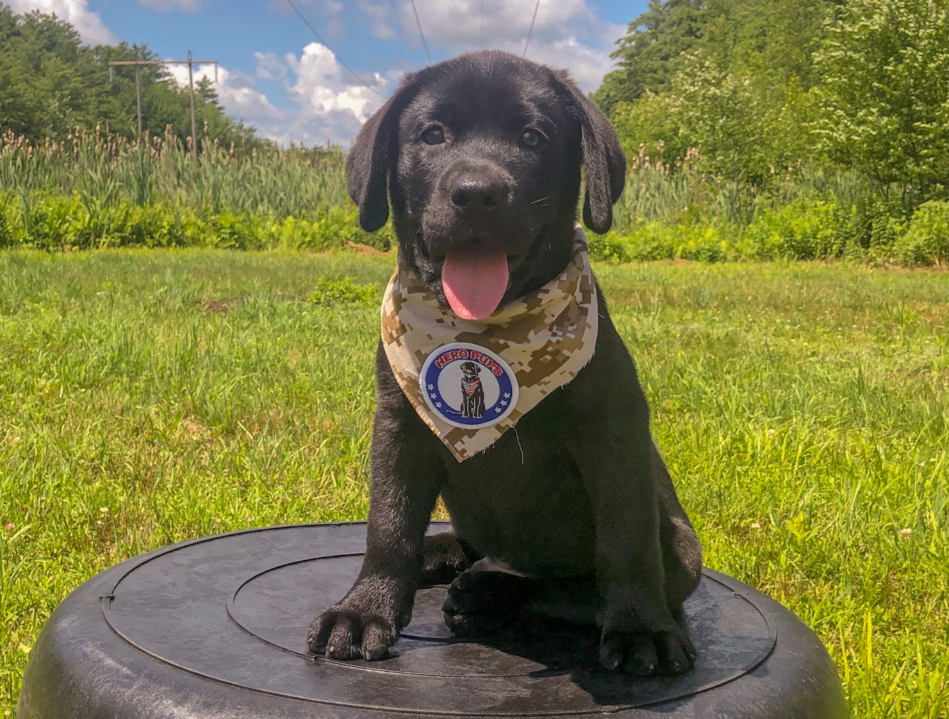 Hero Pups