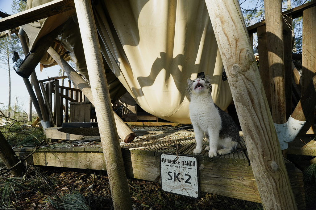 Cat cries out while sitting in front of a destroyed cabin at Paradise Ranch RV Resort after a series of storms passed the area in Tylertown, Miss.